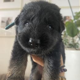 German Shepherd Puppies from Oahu German Shepherds