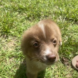 Miniature Australian Shepherd and Toy Australian Shepherd Puppies from Cherry Grove Kennel