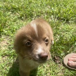 Miniature Australian Shepherd and Toy Australian Shepherd Puppies from Cherry Grove Kennel