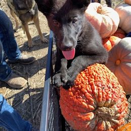 German Shepherd Puppies from Benton K-9 Breeding