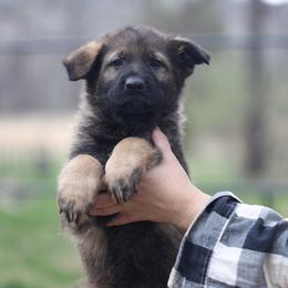 Ulisses - Sable male German Shepherd puppy in Philippi, West Virginia from Vom Haus Highlands