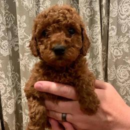 Goldendoodles from My Darlin Doodles