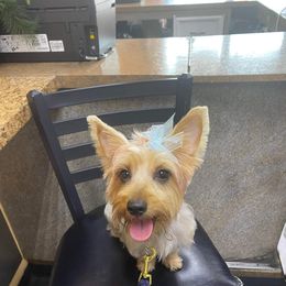 Boo boo - Silky Terrier