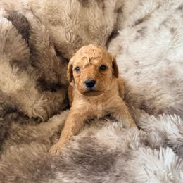 Princess Daisy - Apricot female Poodle puppy in Uniondale, New York from Poodles Are Mixy