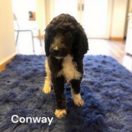 Conway - Black male Poodle puppy in Washington, Pennsylvania from Patriotic Poodles