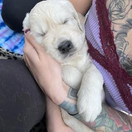 Golden Retriever Puppies from Sandy Acres Golden Retrievers