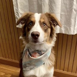 Aussiedoodles and Australian Shepherds from AK Aussies