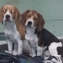 Beagle All Grown Up from Fan Woods