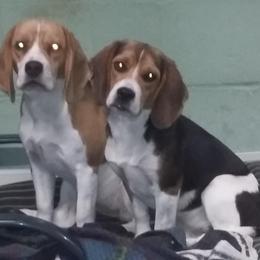 Beagle All Grown Up from Fan Woods