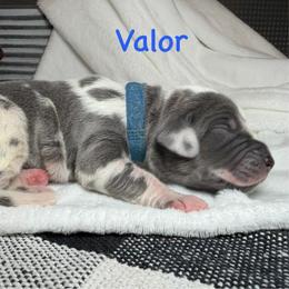Valor - Harlequin male Great Dane puppy in Weatherford, Texas from Oak Bend Danes