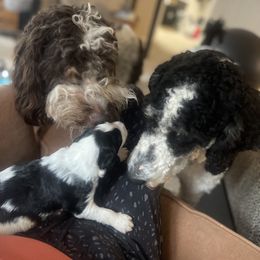 Aussiedoodle Puppies from Deason Doodles