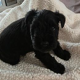 Girl 1 pink all black - Black female Miniature Schnauzer puppy in Fresno, California from Findell Kennel, LLC