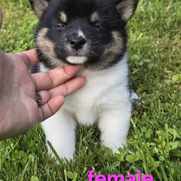 Black and tan girl - Black and tan female Shiba Inu puppy in Middlefield, Ohio from Muddy Rock Farm