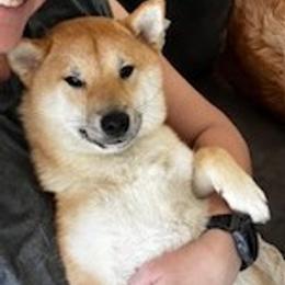 Maverick - Red male Shiba Inu puppy in San Jose, California from Trina Burt