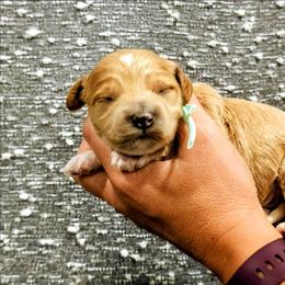 Leroy - Red  male Goldendoodle puppy in Forest, Ohio from Mini Doodle Buddies