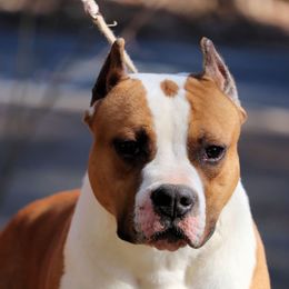 Bruce - American Staffordshire Terrier