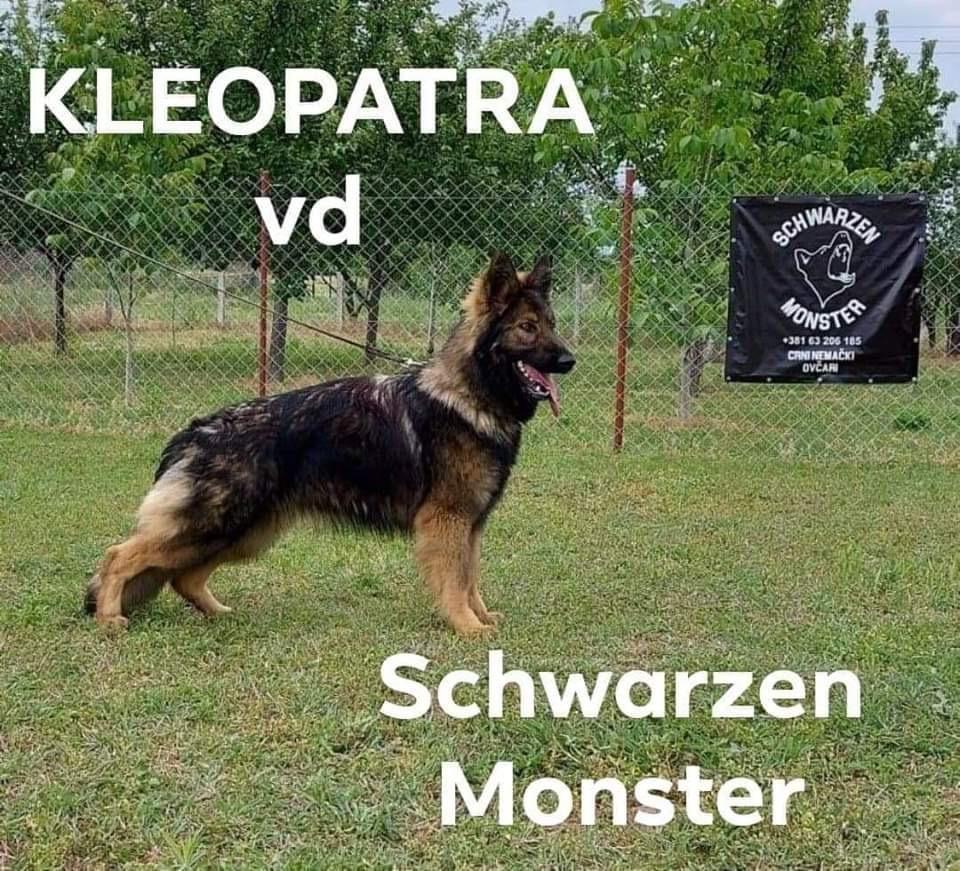 Kleopatra