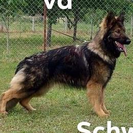 Kleopatra - German Shepherd