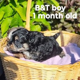 B n T boy - Black & tan tri-color male Maltipoo puppy in Renton, Washington from Junes Maltipoos