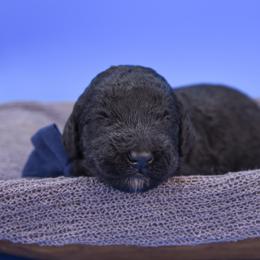 Jacob blue collar - Black male Goldendoodle puppy in Lexington, North Carolina from Deborah’s Doodles