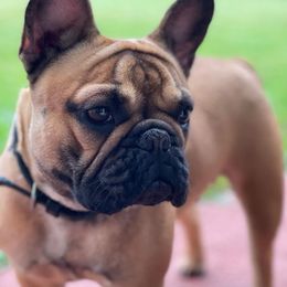 Bonnie - French Bulldog