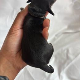 Alpine - Black and tan female Dachshund puppy in Orem, Utah from Miekca’s Dachshunds