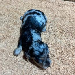 Girl 1 - Dapple female Dachshund puppy in Stilwell, Oklahoma from Double Down Doxies