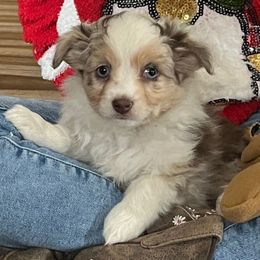 Clarice - Red merle Toy Australian Shepherd puppy in Syracuse, Indiana from Klenke Toy Aussies
