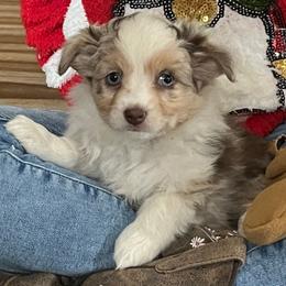 Clarice - Red merle Toy Australian Shepherd puppy in Syracuse, Indiana from Klenke Toy Aussies