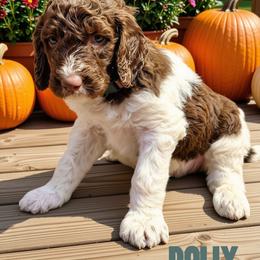 Dolly - Parti female Goldendoodle puppy in Ellenburg Center, New York from Kristin's Puppies