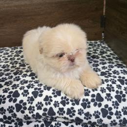 Male 1 - Lilac male Shih Tzu puppy in Meadows Of Dan, Virginia from Walt’s Shih Tzus