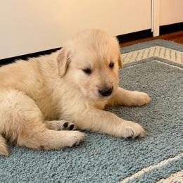 Munster - Golden male Golden Retriever puppy in Frederick, Maryland from Sugarloaf Golden Retrievers (Formerly Vixena Golden Retrievers)