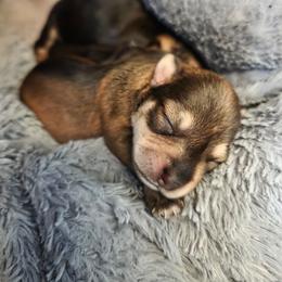 Girl 3 - Liver female Miniature Schnauzer puppy in Fredericksburg, Virginia from Jentz Family Schnauzers