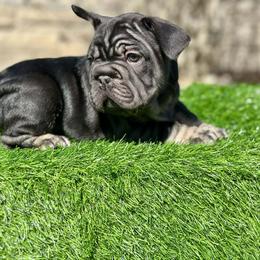 Rolo - Black and tan male French Bulldog puppy in Buchanan, Michigan from Christie's Frenchies