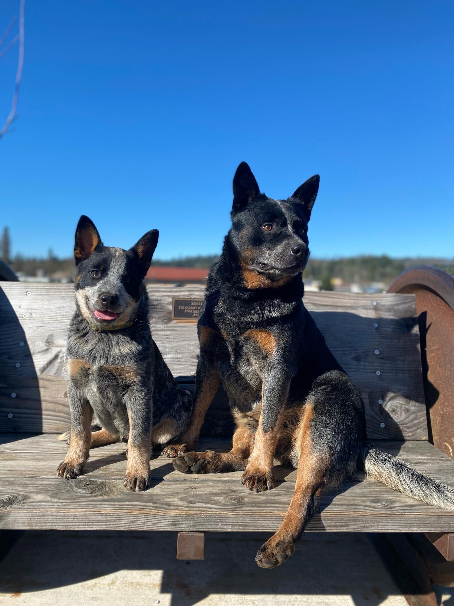 Top heelers ranch Shop