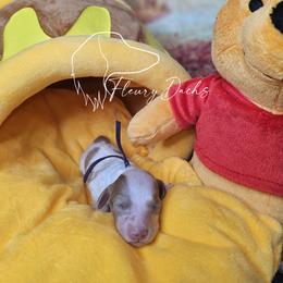 Zero - Chocolate and cream male Dachshund puppy in Martin City, Montana from FleuryDachs