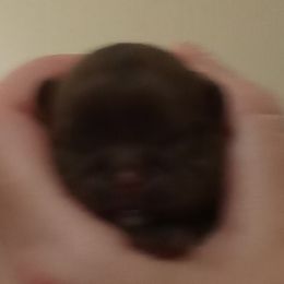 Shih Tzu Puppies from Jennifer Gilpatrick
