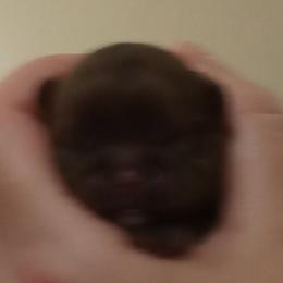 Shih Tzu Puppies from Jennifer Gilpatrick