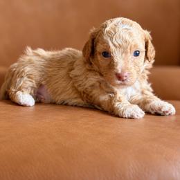 Ash - Cream male Goldendoodle puppy in Millville, California from Hope Lane Kennels