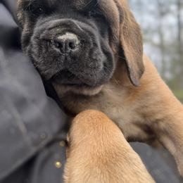 Girl 4 - Mastiff puppy in Frederic, Michigan from ACM Mastiffs