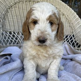 Aurora 5 weeks old - Yellow and white female Bernedoodle puppy in Portland, Oregon from NW Doodles