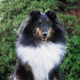 Heidi - Shetland Sheepdog