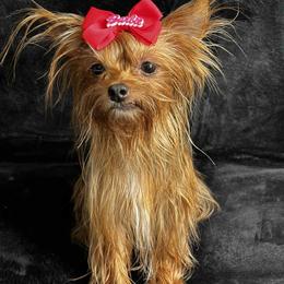 Angel - Yorkshire Terrier
