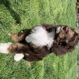 Bernedoodle Puppies from White Oak