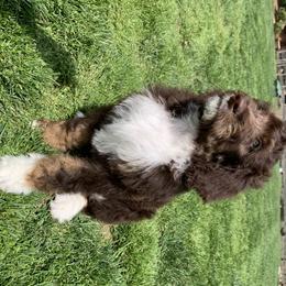 Bernedoodle Puppies from White Oak