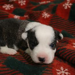 Nutmeg - Brindle and white female Cardigan Welsh Corgi puppy in Kerens, West Virginia from Leather & Lace