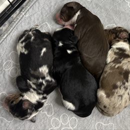 Assorted Doodle Crosses puppies from Huff Family Doxies & Doodles