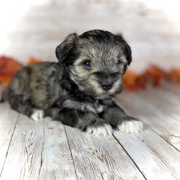 Miniature Schnauzer Puppies from Silver Sage Schnauzers