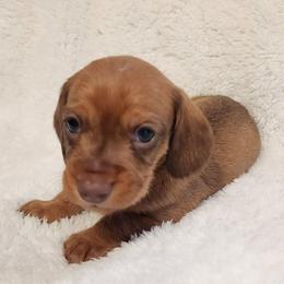 Silkywirehaired Choco - Chocolate and tan male Dachshund puppy in Torrance, California from Lucky Dachshunds