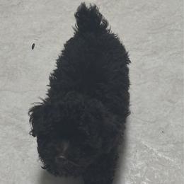 Fred - Brown male Schnoodle puppy in Portland, Oregon from Marlen Poodles&Doodles